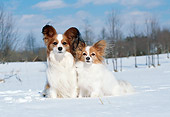 DOG 19 JN0005 01
Two Papillons Sitting In Snow