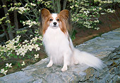 DOG 19 JN0006 01
Papillon Sitting On Rock Wall By White Blossoms
