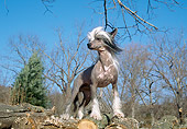 DOG 19 JN0007 01
Chinese Crested Standing On Woodpile