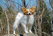 DOG 19 JN0010 01
Papillon Standing On Stumps In Woods