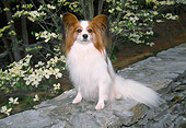 DOG 19 JN0011 01
Papillon Sitting On Stone Wall By White Blossoms