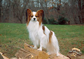 DOG 19 JN0012 01
Papillon Standing On Woodpile