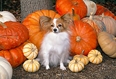 DOG 19 JN0013 01
Papillon Sitting By Pumpkins