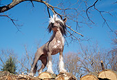 DOG 19 JN0014 01
Chinese Crested Standing On Woodpile Against Blue Sky