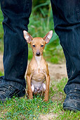 DOG 19 JS0001 01
Miniature Pinscher Sitting On Grass Between Two Human Legs