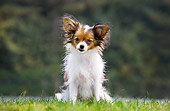 DOG 19 JS0002 01
Papillon Sitting On Grass