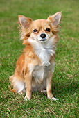 DOG 19 JS0003 01
Papillon Sitting On Grass Field