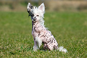 DOG 19 JS0006 01
Chinese Crested Sitting On Grass