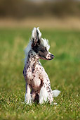 DOG 19 JS0007 01
Chinese Crested Sitting On Grass