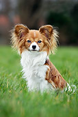 DOG 19 JS0008 01
Papillon Sitting In Grass