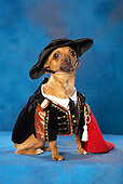 DOG 19 MQ0004 01
Humorous Brown Chihuahua Wearing Pirate Costume In Blue Studio