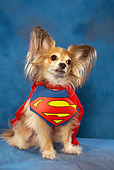 DOG 19 MQ0005 01
Papillon Wearing Superman Cape In Blue Studio