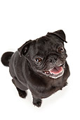 DOG 19 MQ0006 01
Overhead Shot Of Pug Sitting On White Seamless