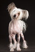 DOG 19 MQ0007 01
Chinese Crested Dog Standing In Dark Studio