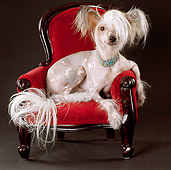 DOG 19 MQ0008 01
Chinese Crested Dog Resting On Red Armchair In Studio