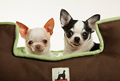 DOG 19 MQ0009 01
Two Chihuahuas Sitting On Dog Bed On White Seamless