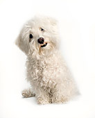 DOG 19 MR0009 01
Bichon Frise Sitting On White Seamless