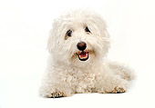 DOG 19 MR0010 01
Bichon Frise Laying On White Seamless