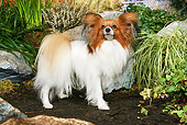 DOG 19 NR0003 01
Papillon Standing On Dirt By Rocks And Shrubs