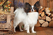 DOG 19 NR0005 01
Papillon Standing On Wood Floor By Dried Flowers And Woodpile
