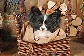 DOG 19 NR0006 01
Papillon Sitting In Basket By Woodpile