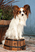 DOG 19 NR0007 01
Portrait Of Papillon Sitting On Planter