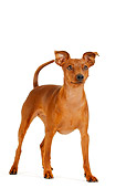 DOG 19 PE0001 01
Miniature Pinscher Standing On White Seamless
