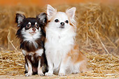 DOG 19 PE0003 01
Longhaired Chihuahuas Sitting By Hay Bales
