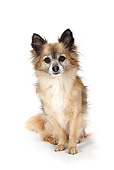 DOG 19 PE0004 01
Longhair Chihuahua Sitting On White Seamless