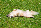DOG 19 PE0007 01
Longhair Chihuahua Rolling On Back In Grass