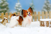 DOG 19 PE0008 01
Papillon Standing In Snow By Fence And Stump