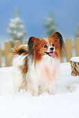 DOG 19 PE0009 01
Papillon Standing In Snow By Fence And Stump