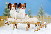 DOG 19 PE0012 01
Two Papillons Sitting On Bench In Snow