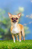 DOG 19 PE0014 01
Chihuahua Standing On Grass