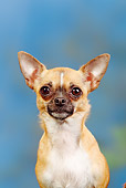 DOG 19 PE0015 01
Portrait Of Chihuahua