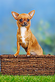 DOG 19 PE0016 01
Chihuahua Standing In Basket On Grass