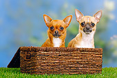 DOG 19 PE0017 01
Two Chihuahuas Sitting In Basket On Grass