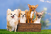 DOG 19 PE0018 01
Four Chihuahuas Sitting In Basket On Grass