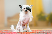 DOG 19 PE0020 01
Chinese Crested Dog Sitting On Rug