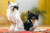 DOG 19 PE0021 01
Two Chinese Crested Dogs On Rug