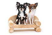 DOG 19 PE0023 01
Two Long-Haired Chihuahuas Sitting On Miniature Sofa On White Seamless
