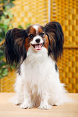 DOG 19 PE0024 01
Portrait Of Papillon Sitting On Floor