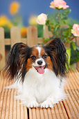 DOG 19 PE0025 01
Papillon Laying On Deck By Roses