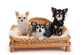 DOG 19 PE0026 01
Three Chihuahuas Sitting On Dog Bed On White Seamless