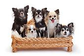 DOG 19 PE0027 01
Five Chihuahuas Sitting On Dog Bed On White Seamless
