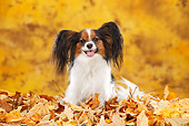 DOG 19 PE0028 01
Papillon Sitting In Autumn Leaves