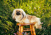 DOG 19 RK0024 01
Pekingese Dog Sitting On Wooden Stool Bush Background