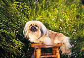 DOG 19 RK0024 05
Pekingese Dog Sitting On Wooden Stool Bush Background