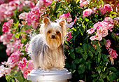 DOG 19 RK0043 05
Miniature Yorkshire Terrier Standing On Top Of Fire Hydrant By Pink Flowers