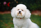 DOG 19 RK0109 01
Head Shot Of Bichon Frise